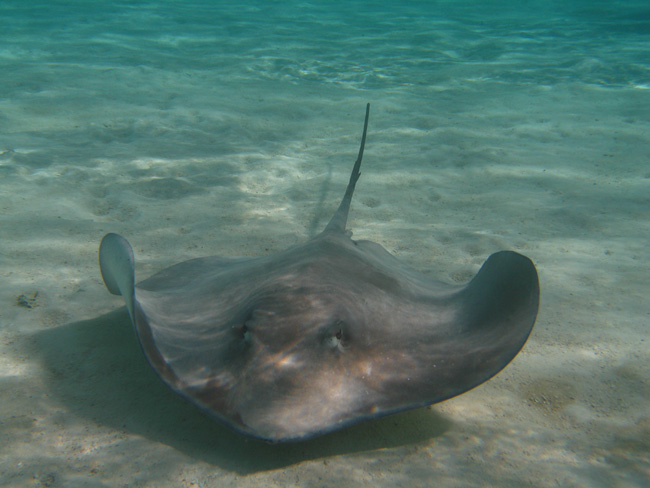 Stingrays  - by Cool Bananas (2)
