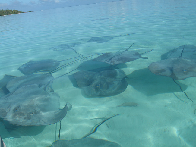 Stingrays  - by Cool Bananas (5)