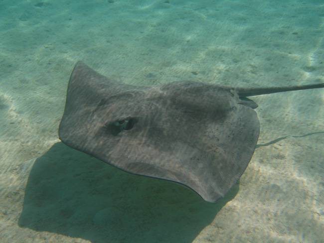Stingrays  - by Cool Bananas (7)