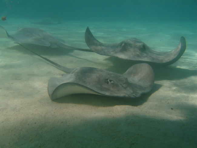 Stingrays  - by Cool Bananas