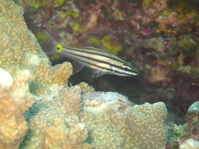 Stripe fish - by Cool Bananas
