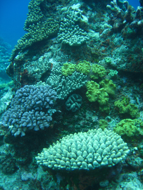 Undersea garden - by Cool Bananas