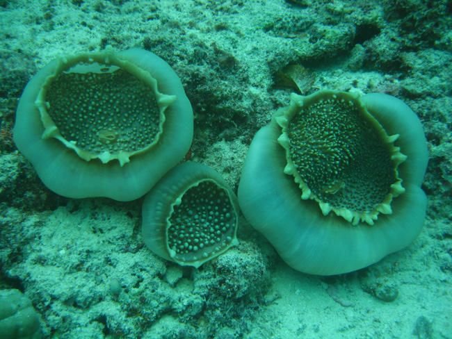 Wierd Sea Emenies - by Cool Bananas