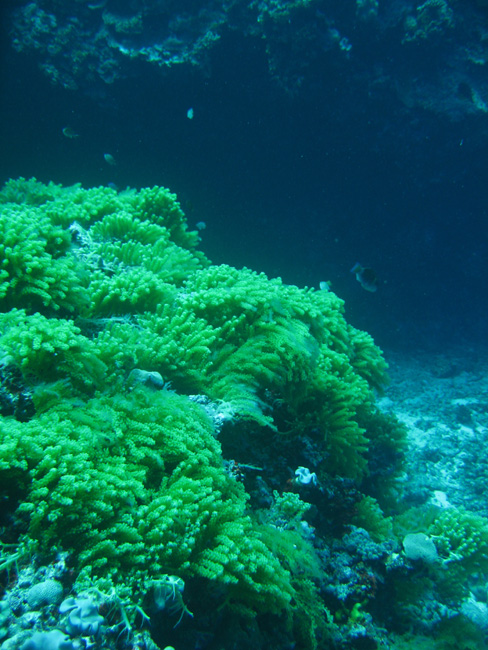 Yellow Coral - by Cool Bananas