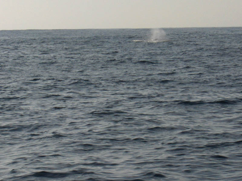 A Pair of Whales one blowing