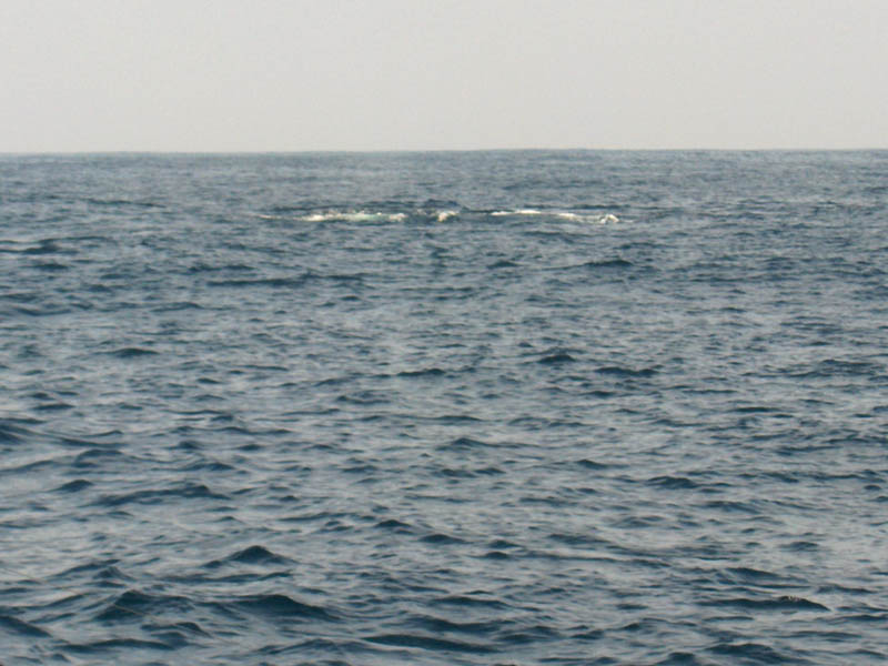 Diving